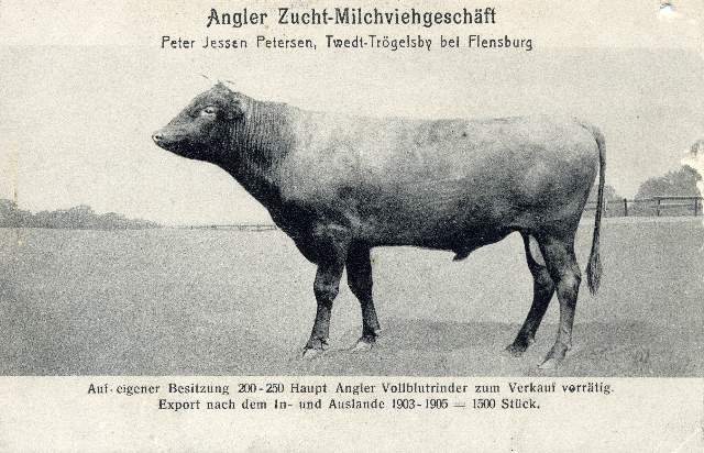 Bild: ben_viehhandel_petjessen_petersen.jpg